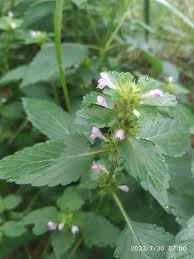 Attēlu rezultāti vaicājumam “Galeopsis bifida leaf”