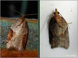 Attēlu rezultāti vaicājumam “Acleris laterana”