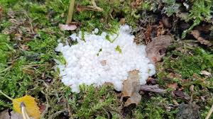 Attēlu rezultāti vaicājumam “Brefeldia maxima young”