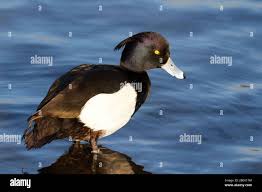 Attēlu rezultāti vaicājumam “Aythya fuligula male”