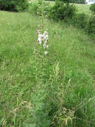 Image result for Verbascum blattaria