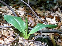 Attēlu rezultāti vaicājumam “Platanthera bifolia”