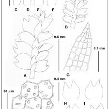 Attēlu rezultāti vaicājumam “Harpanthus flotovianus cells”