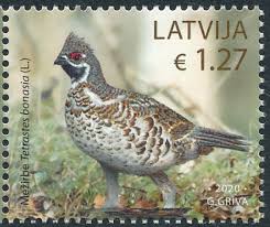 Attēlu rezultāti vaicājumam “Tetrastes bonasia”