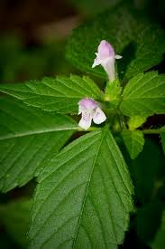 Attēlu rezultāti vaicājumam “Galeopsis tetrahit flower”