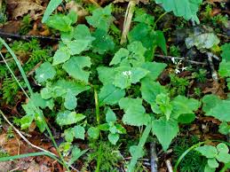 Attēlu rezultāti vaicājumam “Circaea alpina leaf”
