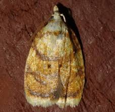 Attēlu rezultāti vaicājumam “Acleris bergmanniana”