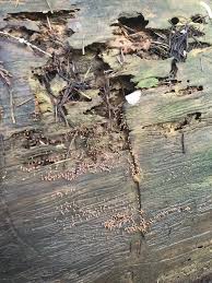 Attēlu rezultāti vaicājumam “Hemitrichia decipiens spores”