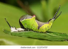 Attēlu rezultāti vaicājumam “Cerura vinula larva”