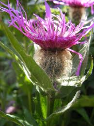 Attēlu rezultāti vaicājumam “Centaurea phrygia bud”