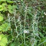 Attēlu rezultāti vaicājumam “Gnaphalium sylvaticum flower”