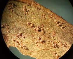 Attēlu rezultāti vaicājumam “Comatricha alta stalked”