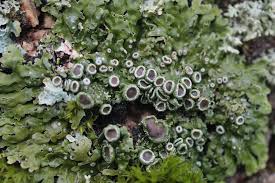 Attēlu rezultāti vaicājumam “Physconia distorta”