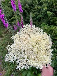 Attēlu rezultāti vaicājumam “Sambucus nigra flower”