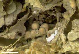 Attēlu rezultāti vaicājumam “Biatora sphaeroides”