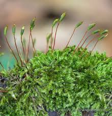 Attēlu rezultāti vaicājumam “Homomallium incurvatum sporophyte”