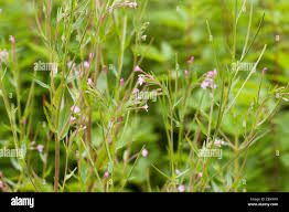 Attēlu rezultāti vaicājumam “Epilobium parviflorum”