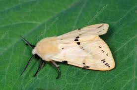Attēlu rezultāti vaicājumam “Spilosoma lutea larva”