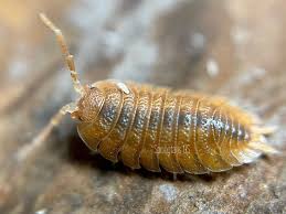 Attēlu rezultāti vaicājumam “Quedius dilatatus”