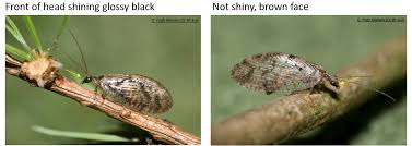 Attēlu rezultāti vaicājumam “Hemerobius perelegans”