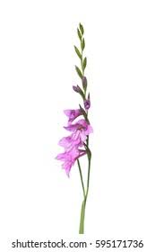 Attēlu rezultāti vaicājumam “Gladiolus imbricatus”