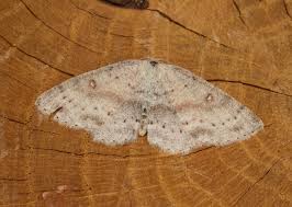 Attēlu rezultāti vaicājumam “Cyclophora albipunctata”