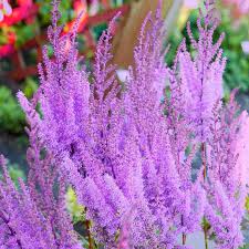 Image result for Astilbe