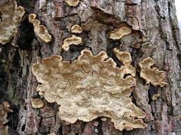 Attēlu rezultāti vaicājumam “Cystostereum murrayi”