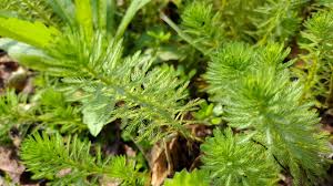 「粉綠狐尾藻」的圖片搜尋結果