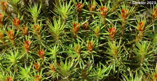 Attēlu rezultāti vaicājumam “Polytrichum juniperinum”