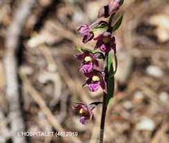 Attēlu rezultāti vaicājumam “Epipactis atrorubens fruit”