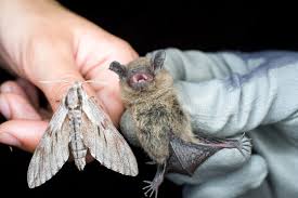 Attēlu rezultāti vaicājumam “Sphinx pinastri”