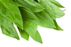 Attēlu rezultāti vaicājumam “Allium ursinum leaf”