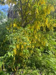 Attēlu rezultāti vaicājumam “Laburnum alpinum leaf”