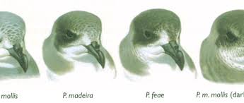 Image result for Pterodroma feae