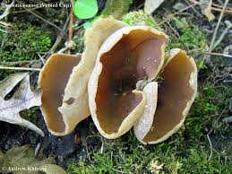 Attēlu rezultāti vaicājumam “Disciotis venosa”