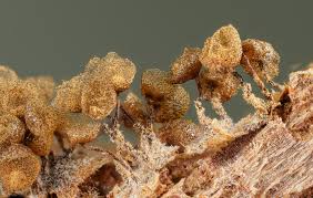 Attēlu rezultāti vaicājumam “Stemonaria irregularis young”