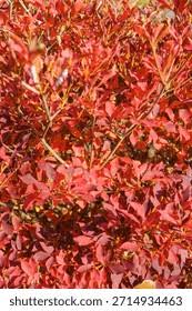 Attēlu rezultāti vaicājumam “Enkianthus chinensis leaf”