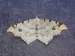 Attēlu rezultāti vaicājumam “Macaria notata”