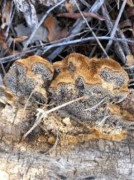 Attēlu rezultāti vaicājumam “Coriolopsis trogii”