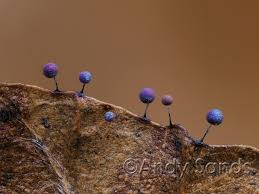 Attēlu rezultāti vaicājumam “Lamproderma sp.”
