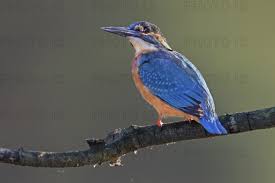 Attēlu rezultāti vaicājumam “Alcedo atthis adult”