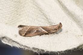 Attēlu rezultāti vaicājumam “Nyctegretis lineana”