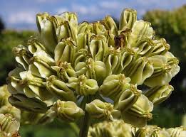 Attēlu rezultāti vaicājumam “Angelica sylvestris fruit”