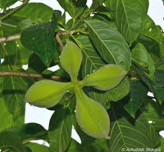 Attēlu rezultāti vaicājumam “Cribraria rubiginosa”