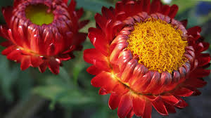 Image result for Strohblume