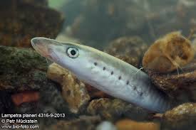 Attēlu rezultāti vaicājumam “Lampetra planeri”