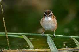 Image result for Acrocephalus aedon