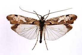 Attēlu rezultāti vaicājumam “Glyphotaelius pellucidus”