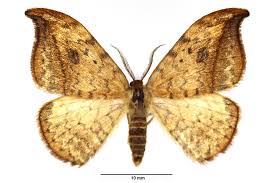 Attēlu rezultāti vaicājumam “Drepana falcataria”